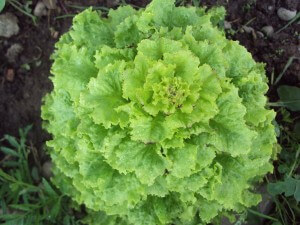 Lettuce Fall Garden