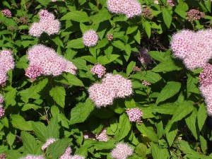 Spirea