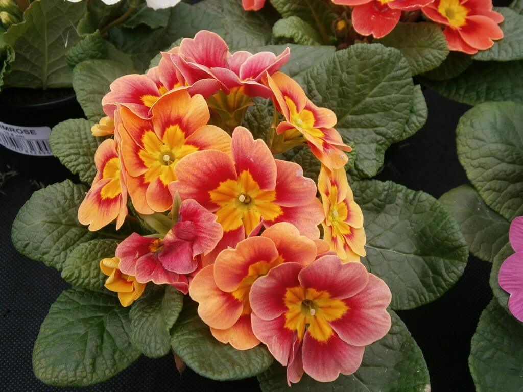 Primroses For Annual Winter Color