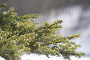 Hemlock Christmas Tree