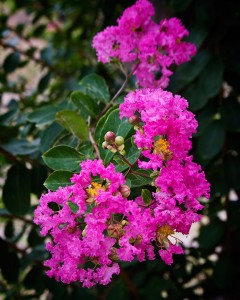 Crape Myrtle