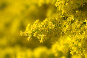 Goldenrod