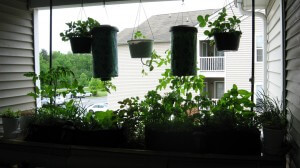 Growing Veggies in Containers