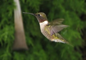 attracting hummingbirds to your garden