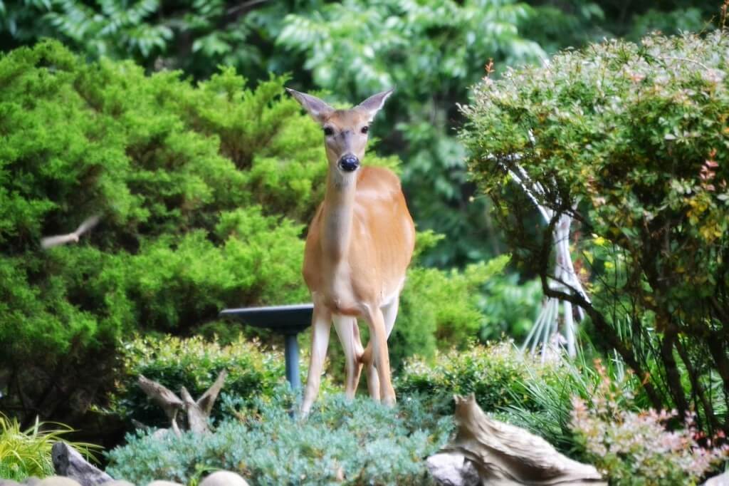 garden deer