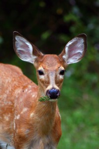 deer chewing