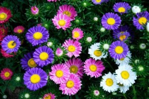 Asters
