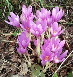 Colchicum