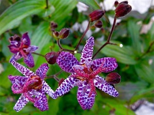 Toad Lily
