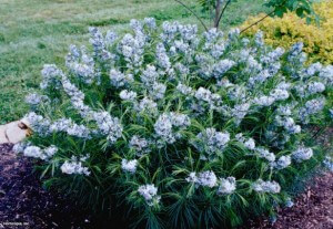 Blue Star Amsonia