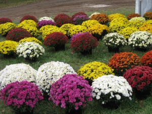 Garden Mums