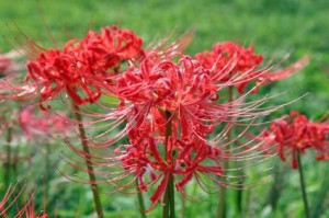 Red Spider Lily