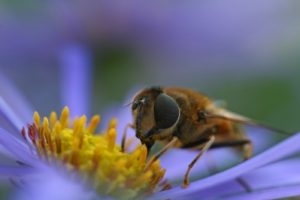 bee pollinating flower