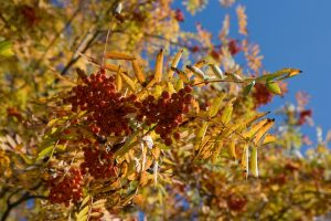 Fall gardening 