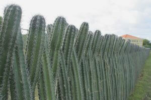 cactus fence