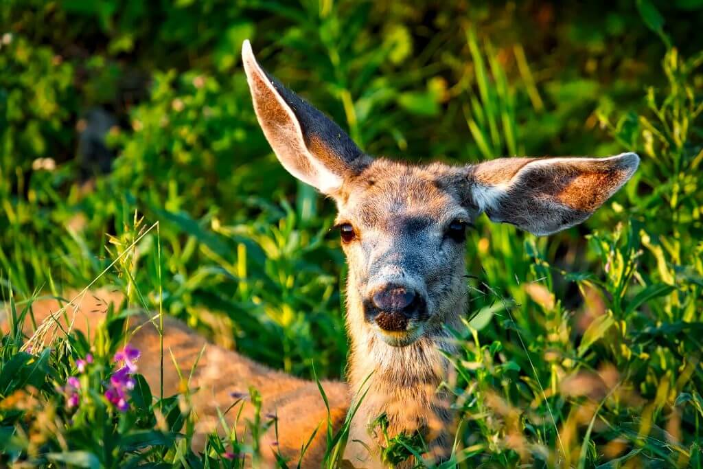 6 Deer Resistant Plants for Gardens Jasper