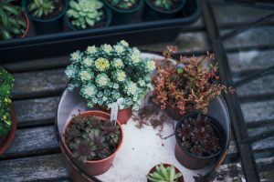 container garden