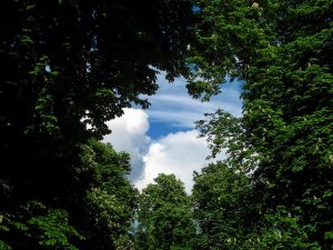 sky through the trees