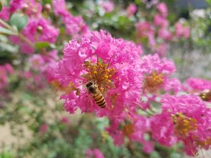 bee on a pink crape myrtle flower