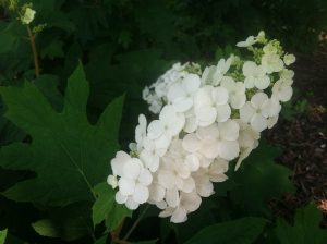 Hydrangea in bloom