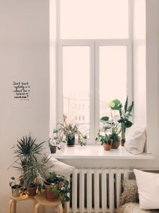 An indoor container garden arranged around a window