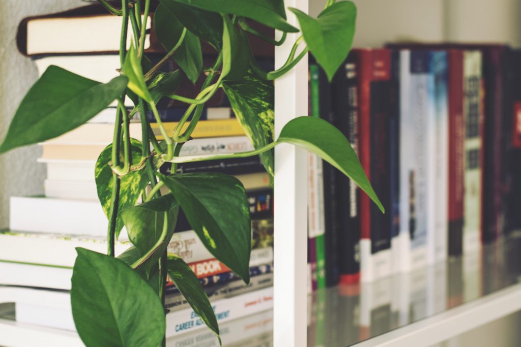 Pothos plant on bookshelf