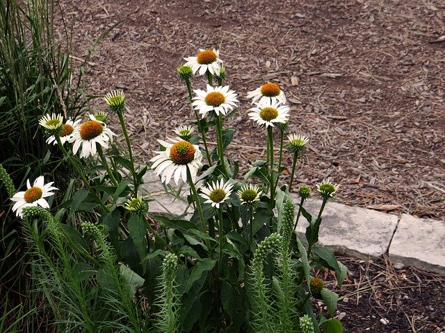 White coneflowers with brown mulch
