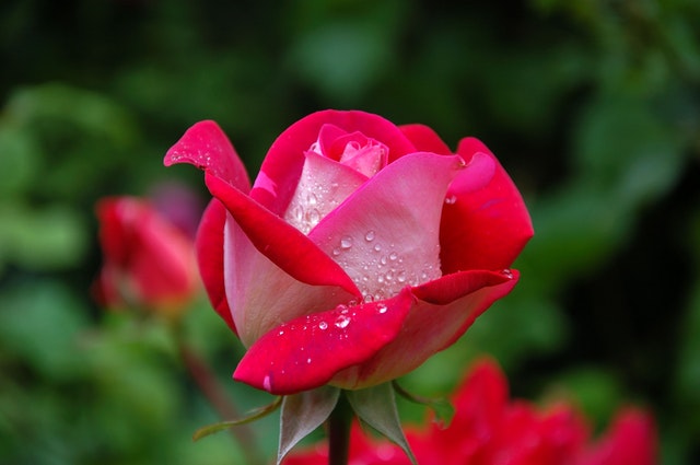 Red and white rose with dew drops