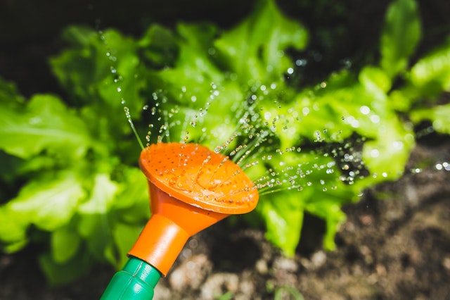 Watering can sprinkling plants