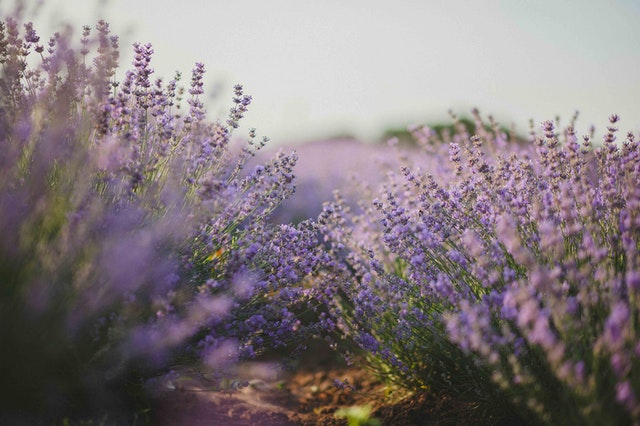 Lavender plants in a field