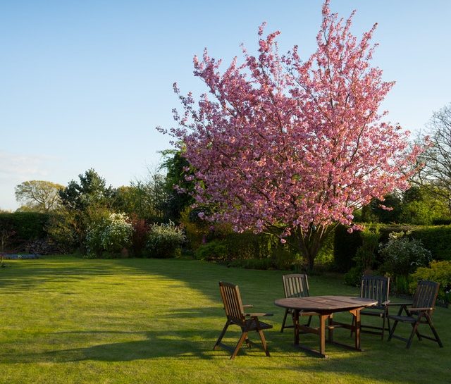 Pink blooming ornamental tree in sunny, landscaped yard