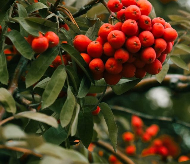 Close up of red berries on yaupon holly shrub