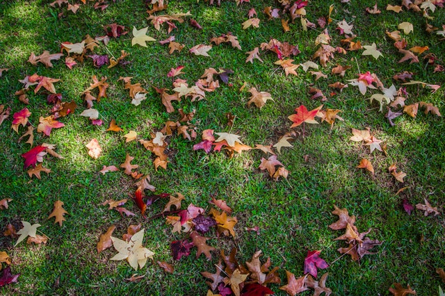 Colorful fall leaves on green grass