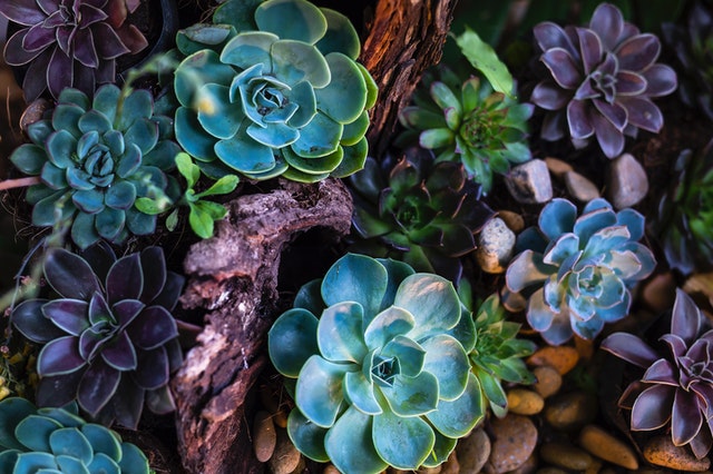 Colorful succulents and driftwood planting